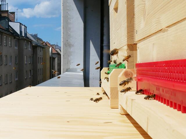 Die Bienen fliegen ihren Bienenstock in der Grande Garage an  | Foto: Irene Grabherr