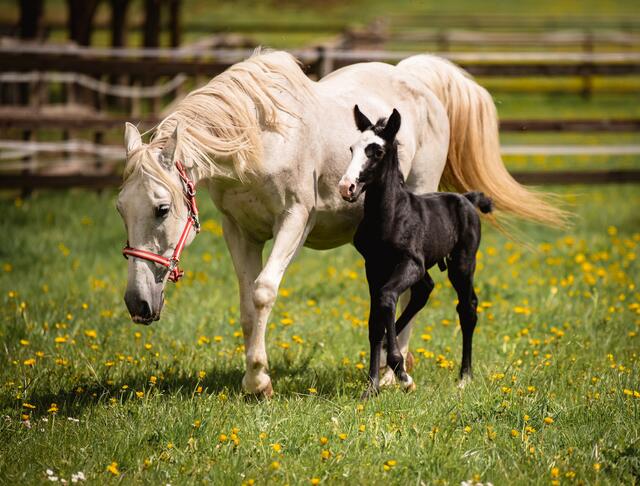Stute Capriola brachte an Muttertag ein hübsches Fohlen zur Welt. | Foto: Tierschutzverein 