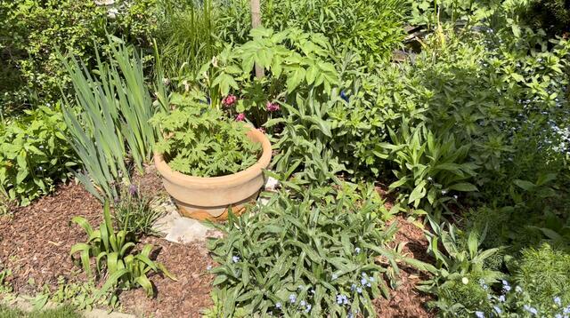 Im Garten der Kräuterhexe findet man nicht nur Sträucher, Blumen und Wasserstellen für die Insekten, sondern verschiedene Kräuter sowie hilfreiches "Unkraut". | Foto: Julia Gerold