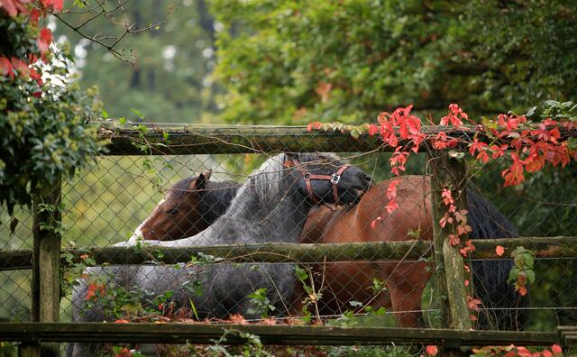 Am Schottenhof sind die Tiere nicht nur Mitarbeiter sondern auch Teil der Familien. | Foto: Schottenhof
