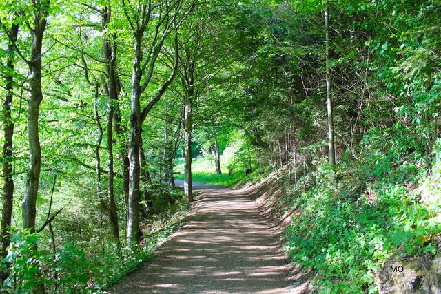 Wanderweg um den Thalersee