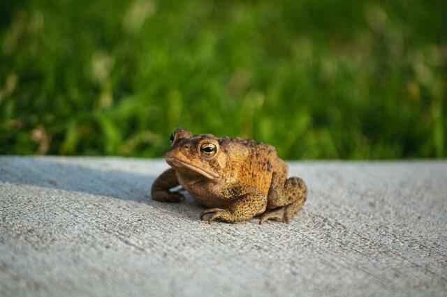 Sieben freiwillige Helfer retteten über 1600 Kröten und Frösche in Proleb. | Foto: Unsplash/Byron Burns