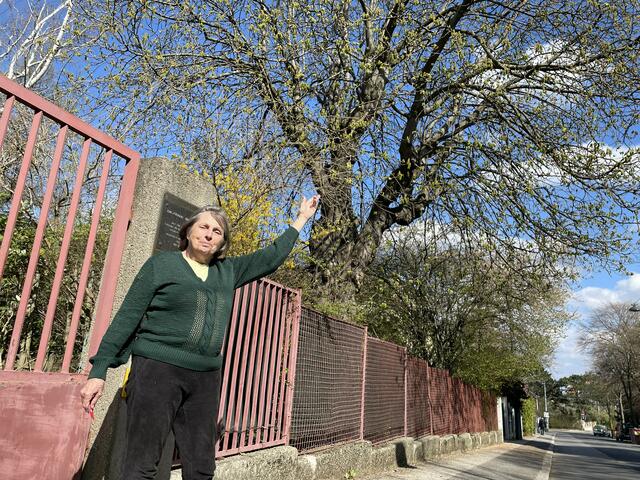 Irmtraud Moravansky möchte den Eichhörnchen mit einer Seilbrücke helfen, sicher über die Straße zu kommen. | Foto: Kautzky
