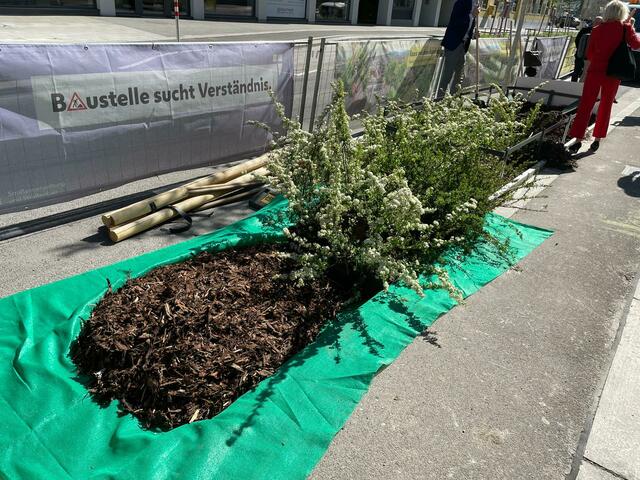 Der letzte der 16 Bäume, der am Donnerstag, 19. Mai, gepflanzt wurde. | Foto: Johannes Reiterits