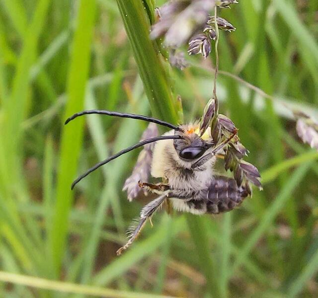 Hierbei handelt es sich um eine Langhornbiene  | Foto: Michaela Wanz