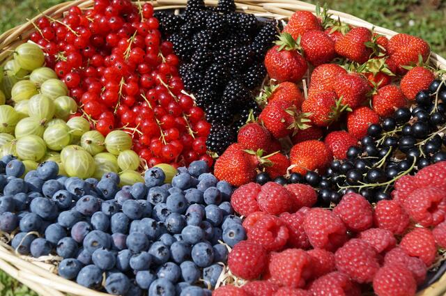 Die Steiermark ist das Obstland Nr. 1 in Österreich: Über 70 Prozent der gesamten Obstanbauflächen Österreichs liegen in der Steiermark. Auch in Hinblick auf den Beerenobstanbau nimmt die "grüne Mark" eine Vorreiterrolle ein.  | Foto: Landwirtschaftskammer Steiermark