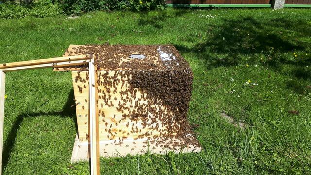 Bienenschwarm | Foto: Privat