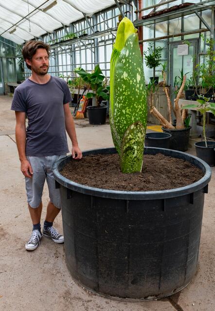 Mit etwas Glück kann man die Titanenwurz beim Erblühen bestaunen. Die Blütezeit währt nur etwa zwei Tage und ist ein spektakuläres Naturereignis.  | Foto: Rudolf Hromniak