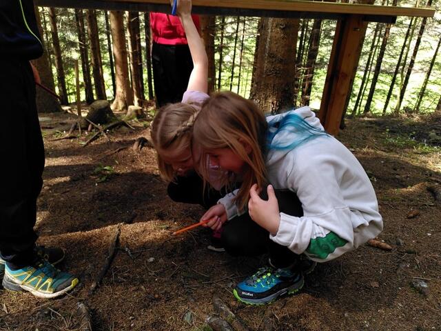 Die Kinder aus Neuberg waren am Klimawandelweg und im Wald unterwegs. | Foto: Volksschule Neuberg