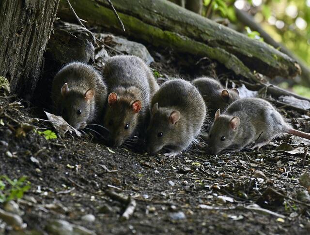 Wanderratten, Vogelwelt Gralla