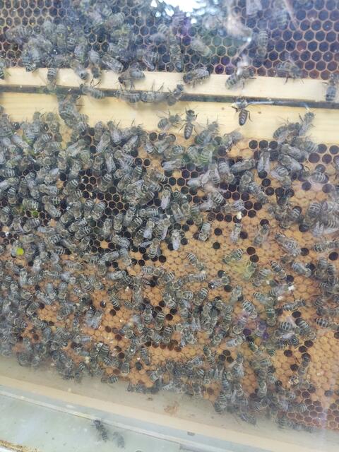 Fleißiges Treiben der Rieser Bienen | Foto: privat