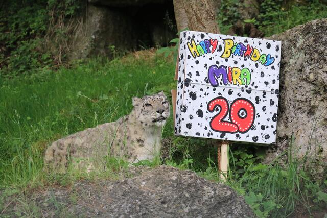Zur Feier des Tages bekam die Schneeleopardin Mira von ihren Tierpflegern eine schmackhafte Überraschung serviert.  | Foto: Zoo Salzburg