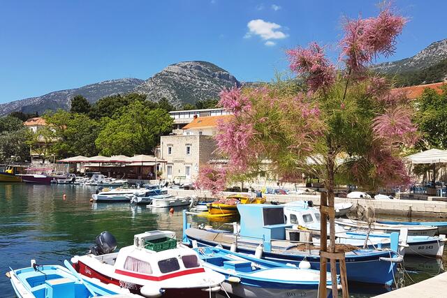 Die junge Tamariske gibt sich frühlingshaft.