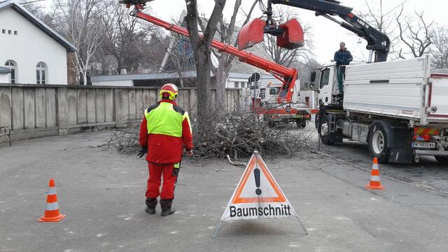 Das "Baummassaker" an der Alszeile vom März 2021.  | Foto: Baumschutz Hernals