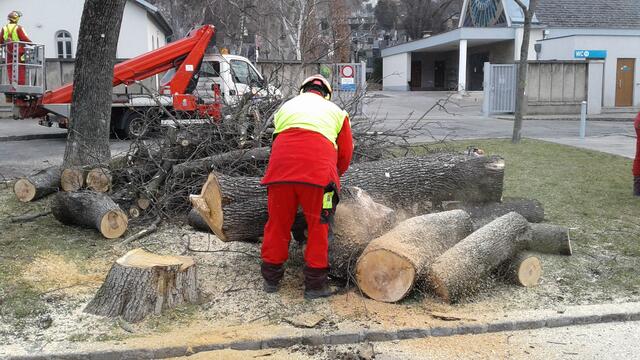 Foto: Baumschutz Hernals
