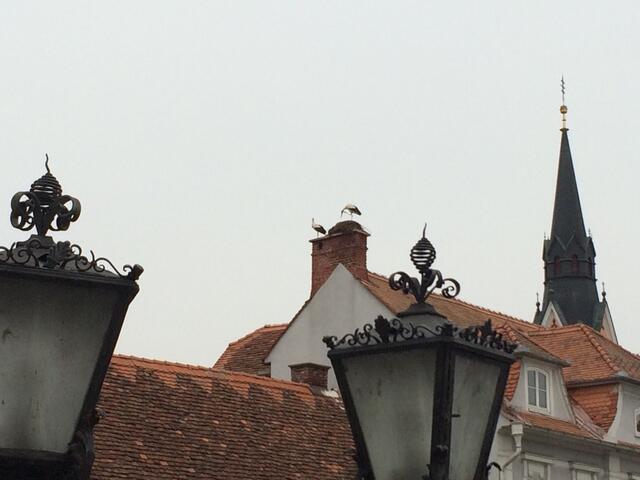 Bereits Anfang Mai sind die Störche in Gleisdorf gelandet. Gut beobachten kann man sie online beim eigenen Storch-TV. | Foto: Stadtgemeinde Gleisdorf