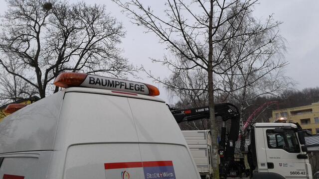 Im März 2022 hat erneut eine Baumkontrolle der Allee entlang der Alszeile stattgefunden. Die Auskunft darüber, ob bzw. wie viele Bäume erneut von Fällungen betroffen sind, liegen der Initiative Baumschutz Hernals nicht vor.
 | Foto: Baumschutz Hernals