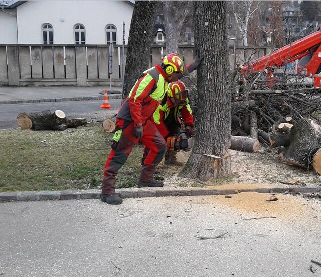 In Hernals sollen laut Baumschutz Hernals im Zeitraum von 2015 und 2020 merh als 150 Bäume weniger gepflanzt als umgeschnitten worden sein. | Foto: Baumschutz Hernals