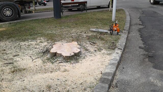 Foto: Baumschutz Hernals