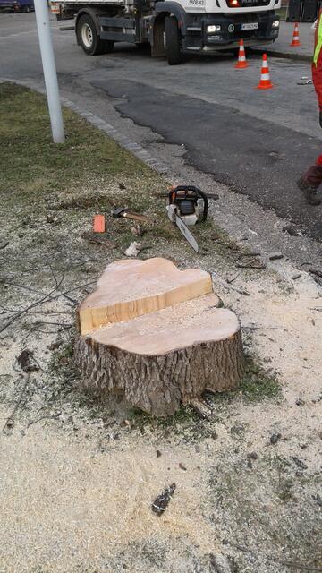 Foto: Baumschutz Hernals