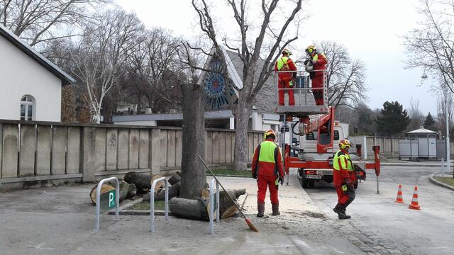 Foto: Baumschutz Hernals