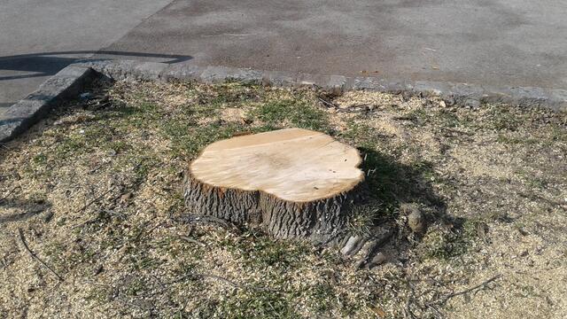 Foto: Baumschutz Hernals