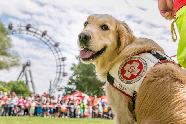 Die Hunde dürfen nach der Vorführung auch gestreichelt werden. | Foto: Samariterbund