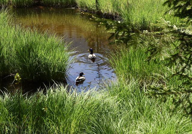 kleiner Tümpel in der Nähe vom Grünen See