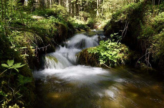 auf dem Weg zum Grünen See, wählte ich einen Waldweg, es gibt ja einige davon