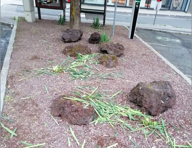 Unbekannte haben in der Innenstadt den Bewuchs von Blumenbeeten und Trögen zerstört. | Foto: Stadt Villach
