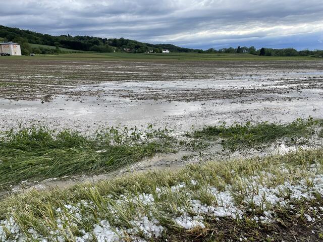 Auch in Wallendorf wurden viele Ackerkulturen wie Mais vom Hagel zerstört.