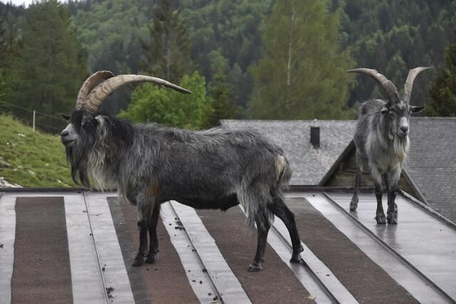 Plobeziegen auf der Alm.  | Foto: Thomas Fuchs