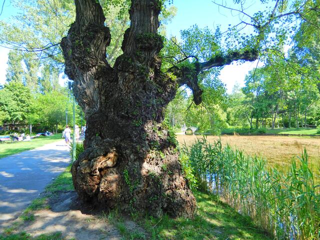 Ein alter Baumgigant