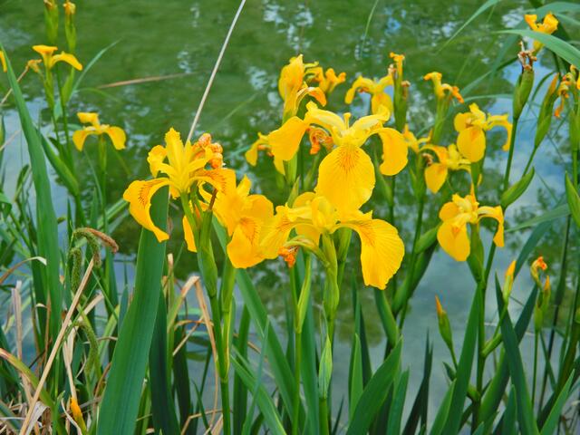 Sumpf- Schwertlilien