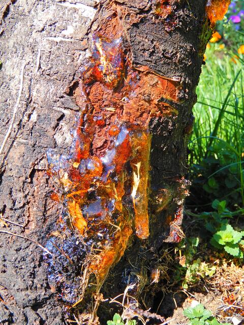 Harz an einem Kirschbaum
