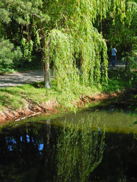 Trauerweide, die sich im Wasser spiegelt