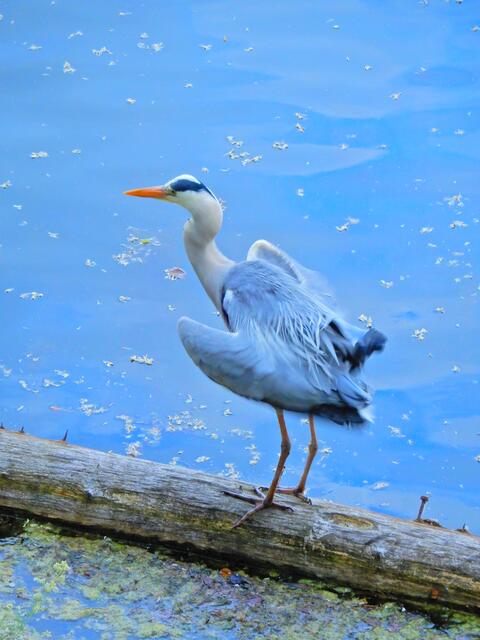 Graureiher unmittelbar vor dem Abflug
