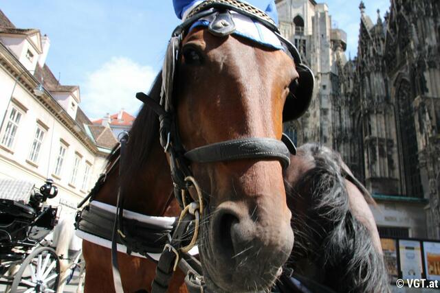 Foto: VGT
