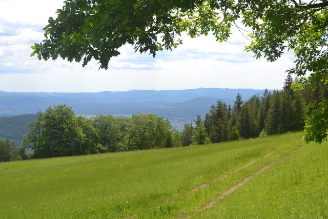 Die Kleewiese mit herrlicher Aussicht