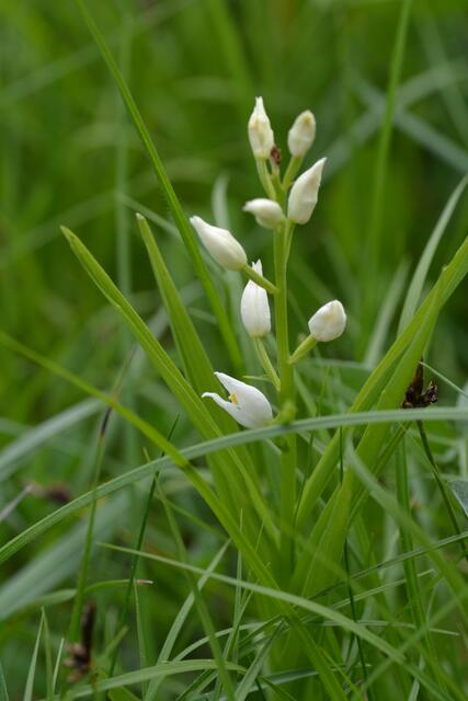 Waldvöglein, Orchideengewächs
