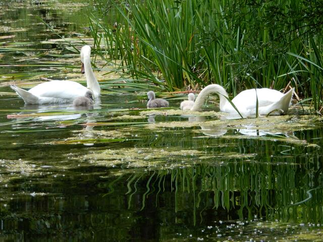 Nachwuchs bei Familie Schwan