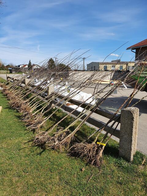 Eine der wenigen eingepflanzten Obstbäume.  | Foto: Cornelia Auinger