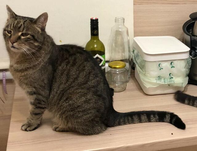Kater Diego wurde erschossen. | Foto: Abbassi-Nik