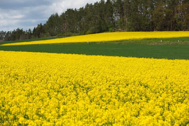 Rapsfelder im Bezirk Waihofen | Foto: Archiv/Hannelore Tiller