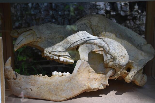 Der Höhlenbär bewacht die Ötscher-Tropfsteinhöhle. | Foto: Roland Mayr
