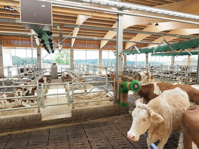 Aber auch im Stall müssen sich die Tiere wohl fühlen. Im Vorjahr wurde etwa dieser hochmoderne Milchviehstall als Tierwohlstall ausgezeichnet.  | Foto: Tierschutzombudsstelle