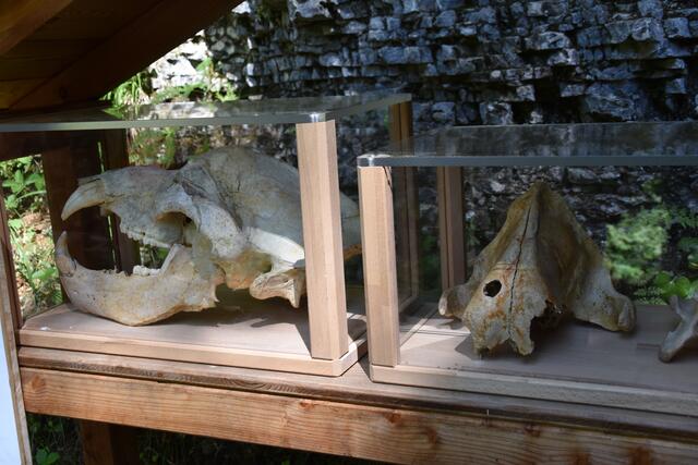 Der Höhlenbär bewacht die Ötscher-Tropfsteinhöhle. | Foto: Roland Mayr