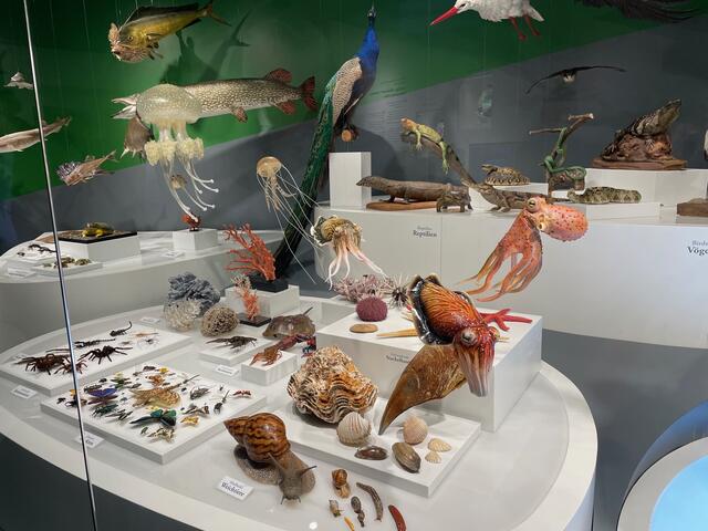 In der ausgedehnten „Vitrine der Vielfalt“ findet man Vertreter aus allen Gruppen von Lebewesen, zusammengestellt aus der Sammlung des Museums. | Foto: Lisa Gold