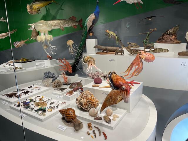 In der ausgedehnten „Vitrine der Vielfalt“ findet man Vertreter aus allen Gruppen von Lebewesen, zusammengestellt aus der Sammlung des Museums. | Foto: Lisa Gold