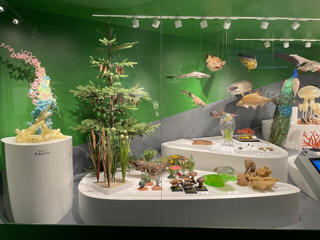 In der ausgedehnten „Vitrine der Vielfalt“ findet man Vertreter aus allen Gruppen von Lebewesen, zusammengestellt aus der Sammlung des Museums. | Foto: Lisa Gold